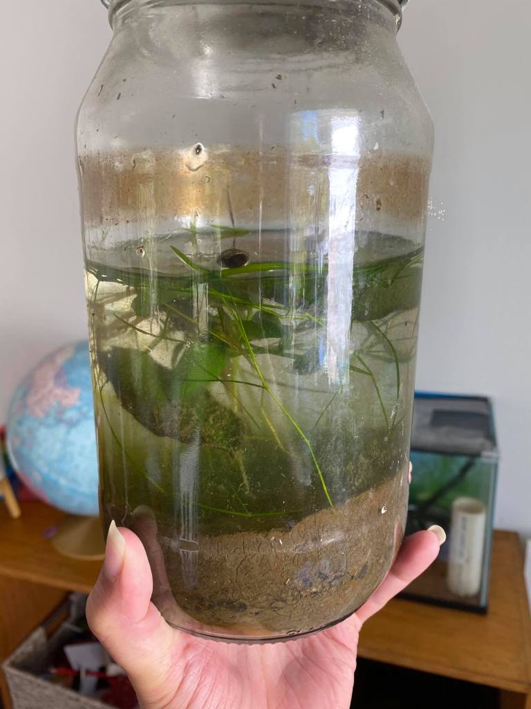 How to Make an Ecosystem in a Jar - Jar & Can